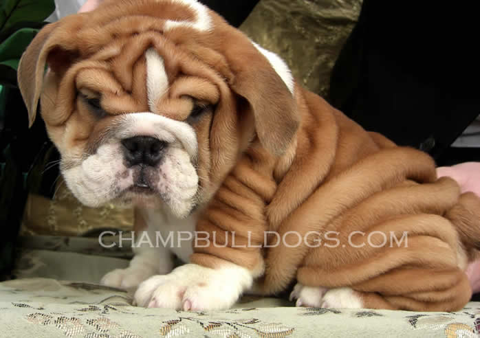 English Bulldog puppies picture